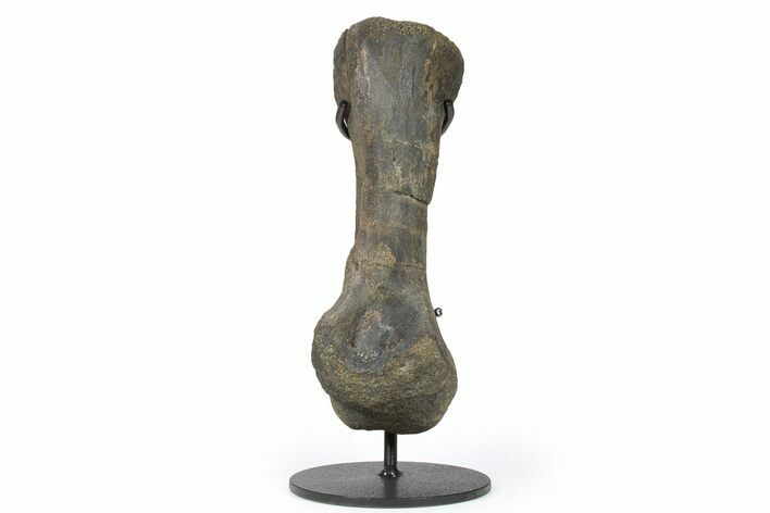 Hadrosaur (Hypacrosaur) Metatarsal (IV) w/ Metal Stand - Montana #265014